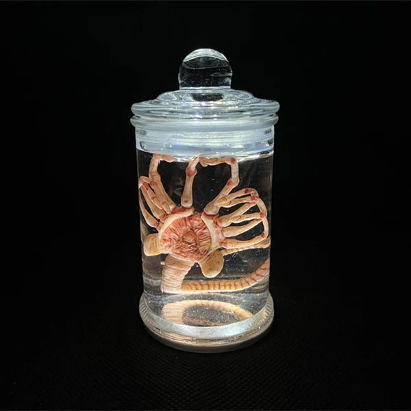 Alien Jar Xenomorph Specimen - Facehugger Embryo Glass Jar Movie Prop Replica - Yurei Works